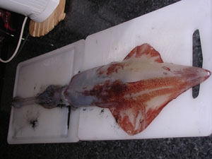 Squid caught off Mellieha Bay