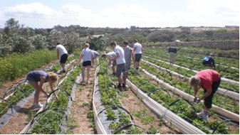 Malta Strawberry Picking