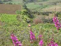 Spring in Malta